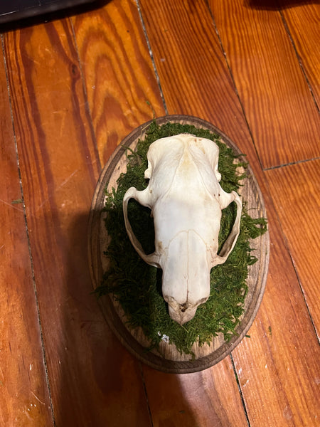 Porcupine skull plaque