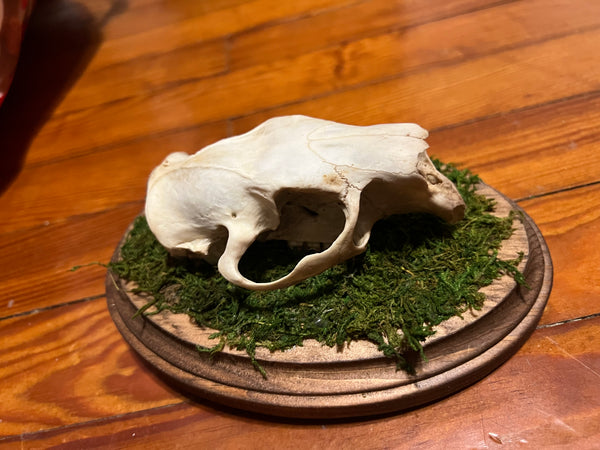 Porcupine skull plaque