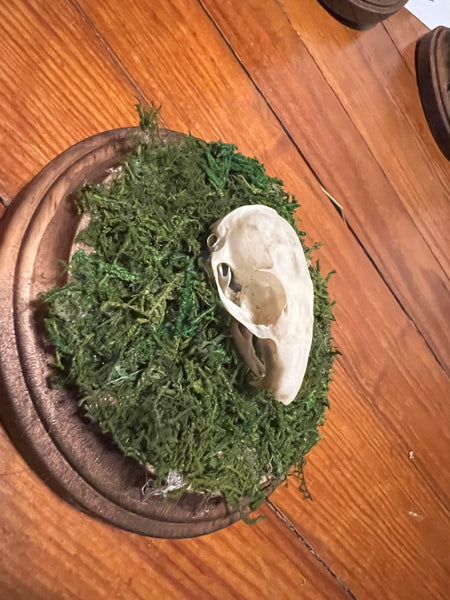 Pocket gopher skull mini plaque