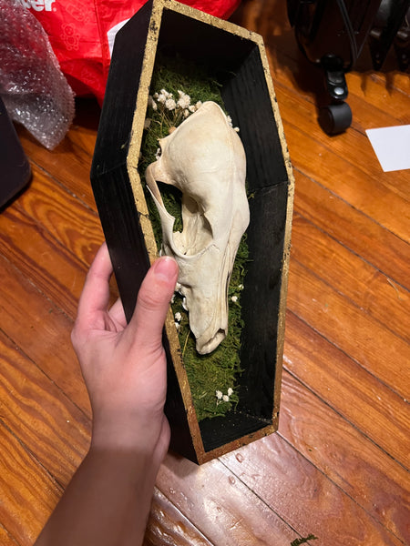 Coyote skull coffin plaque