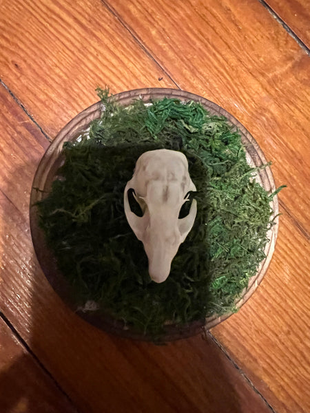 Pocket gopher skull mini plaque
