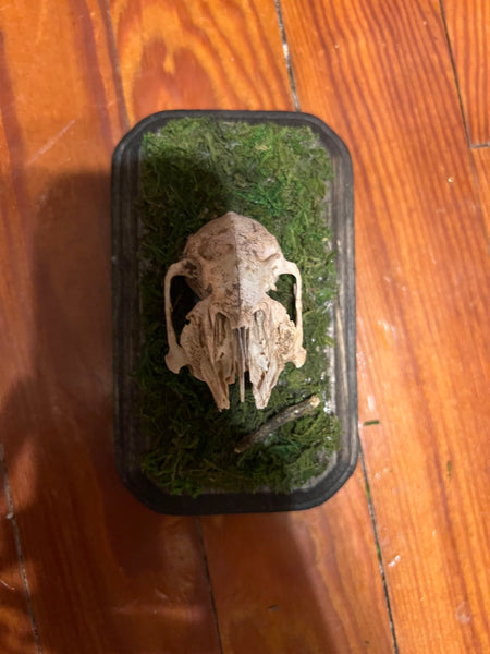 Rabbit skull mini plaque