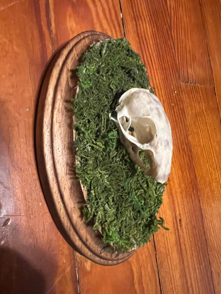 Pocket gopher skull mini plaque