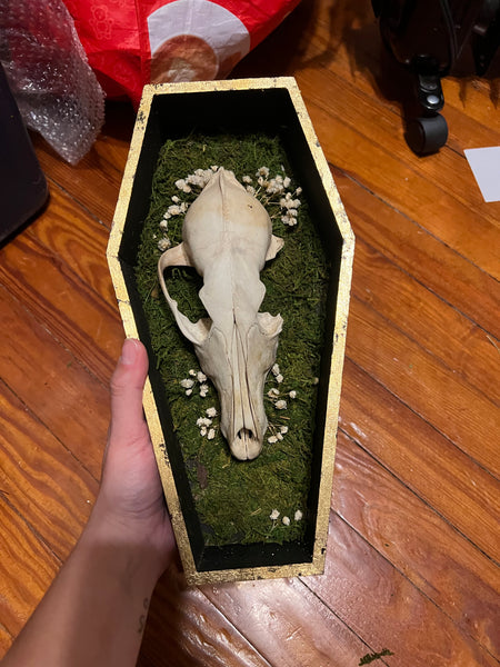 Coyote skull coffin plaque