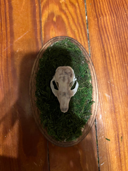 Pocket gopher skull mini plaque