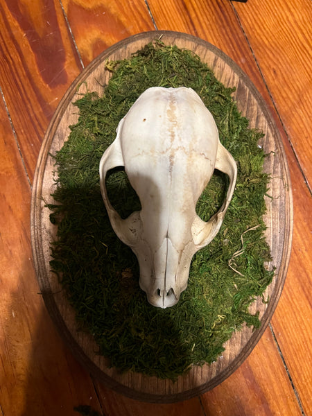 Mossy raccoon plaque