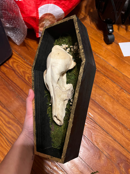 Coyote skull coffin plaque