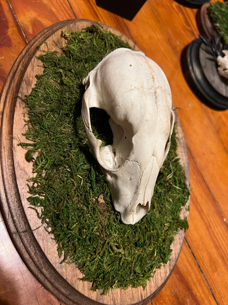 Mossy raccoon plaque